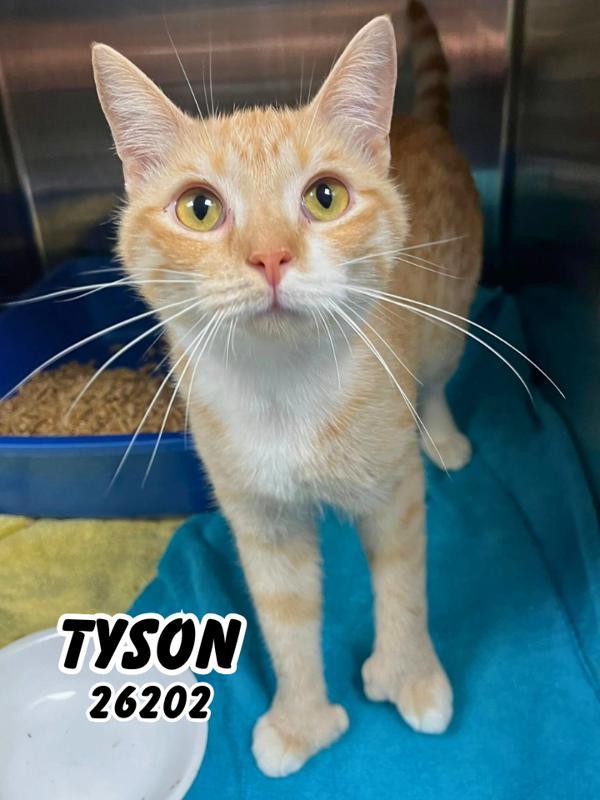 Tyson