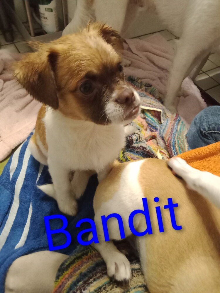 Bandit