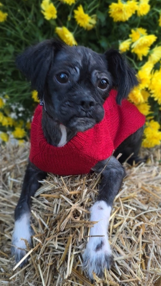 Marv, an adoptable Shih Tzu, Affenpinscher in Oakland, MI, 48363 | Photo Image 3