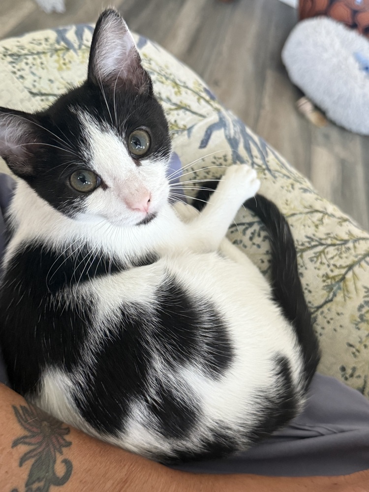 Nellie "Cookie" Olsen