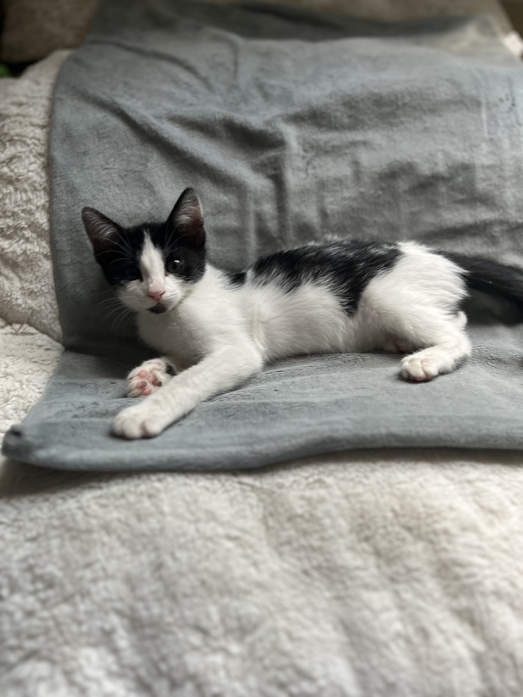 Nellie "Cookie" Olsen