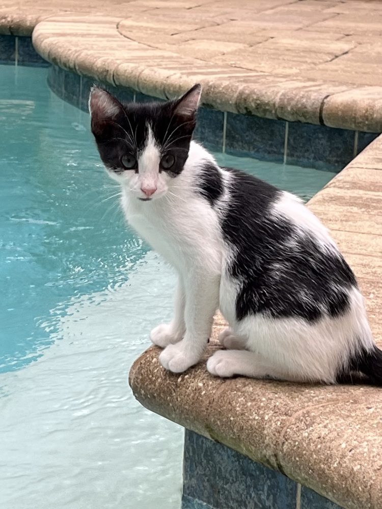 Nellie "Cookie" Olsen