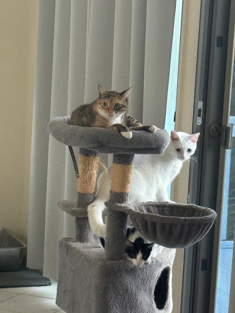 Nellie "Cookie" Olsen