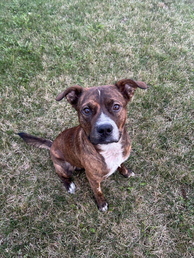 Red Rover #BAC-A-139895