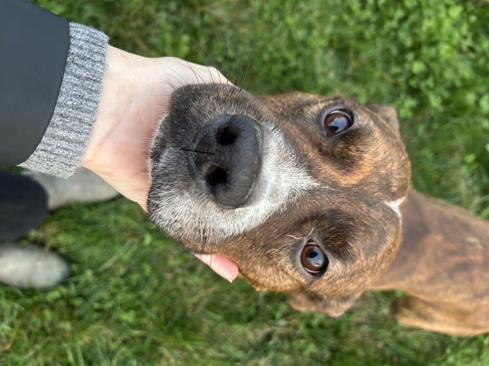 Red Rover #BAC-A-139895