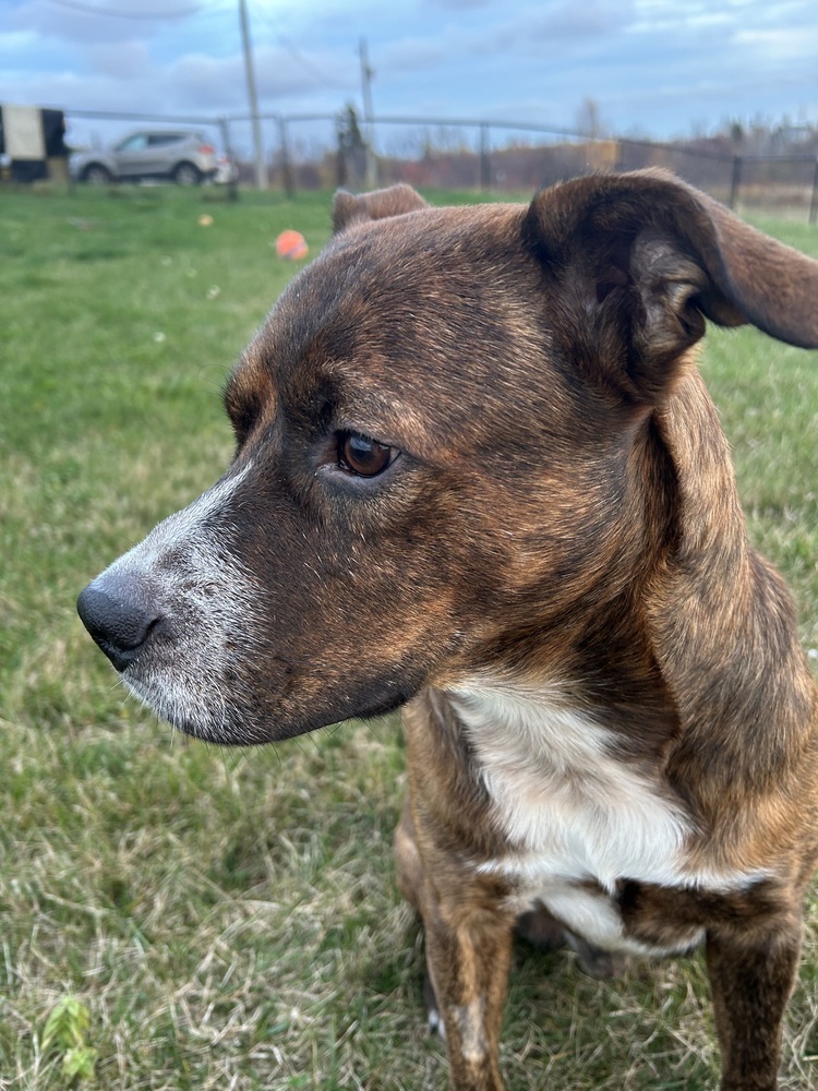 Red Rover #BAC-A-139895