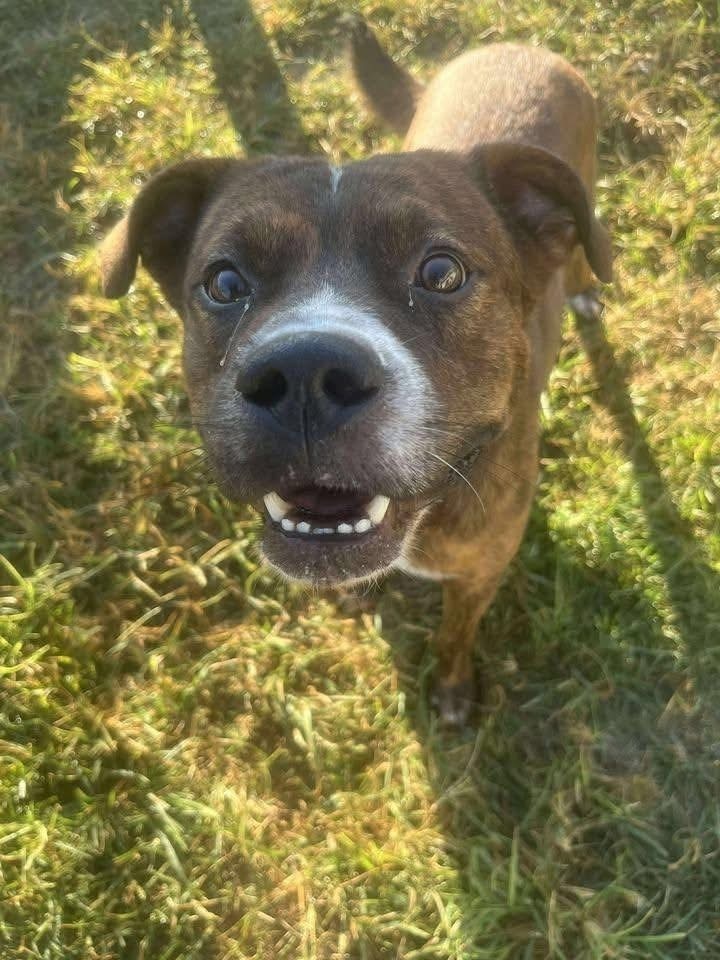 Red Rover #BAC-A-139895