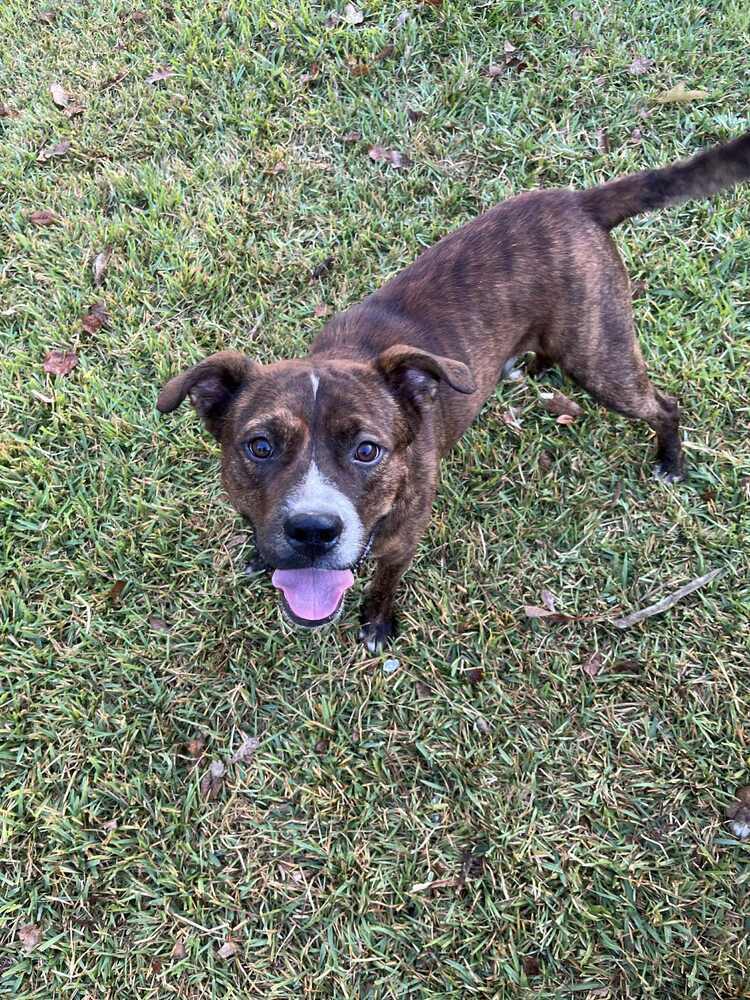 Red Rover #BAC-A-139895