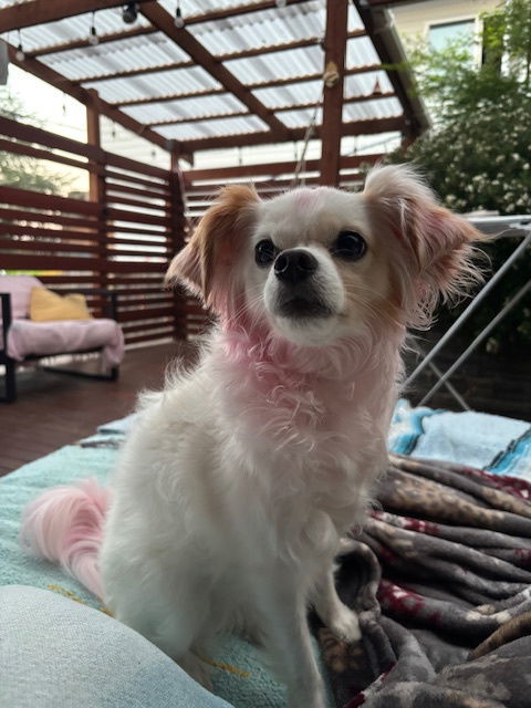 Snow White, an adoptable Papillon, Chihuahua in Seattle, WA, 98119 | Photo Image 1