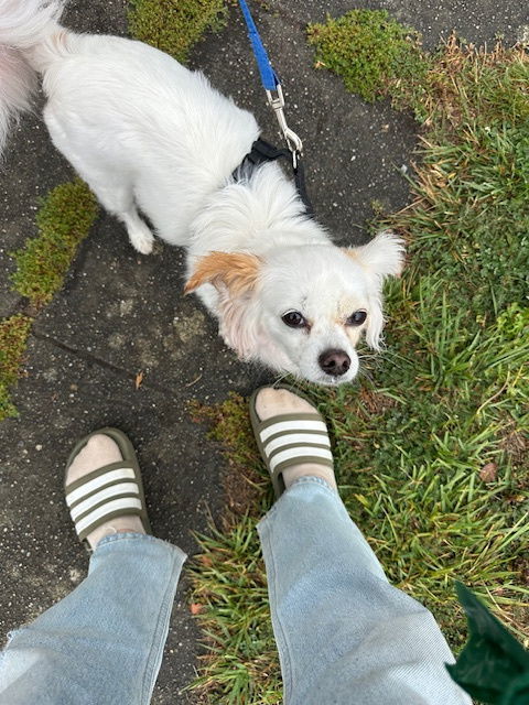 Snow White, an adoptable Papillon, Chihuahua in Seattle, WA, 98119 | Photo Image 2