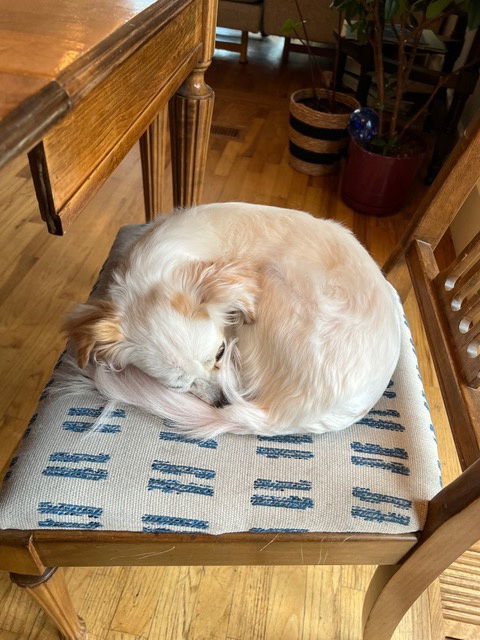 Snow White, an adoptable Papillon, Chihuahua in Seattle, WA, 98119 | Photo Image 3