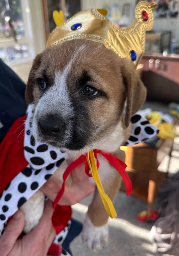 King Midas