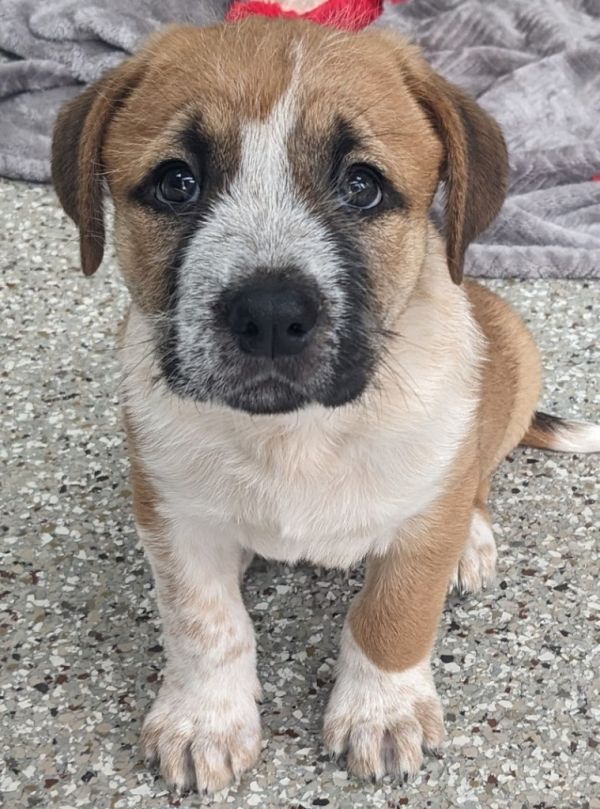 King Midas thumbnail 3