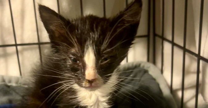 SG - Salem, an adoptable Domestic Medium Hair in Moses Lake, WA, 98837 | Photo Image 1