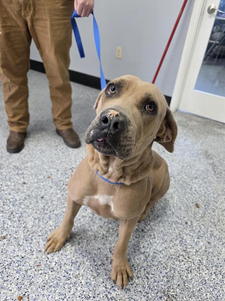 Hazel, an adoptable Bullmastiff, Mixed Breed in Holbrook, AZ, 86025 | Photo Image 1