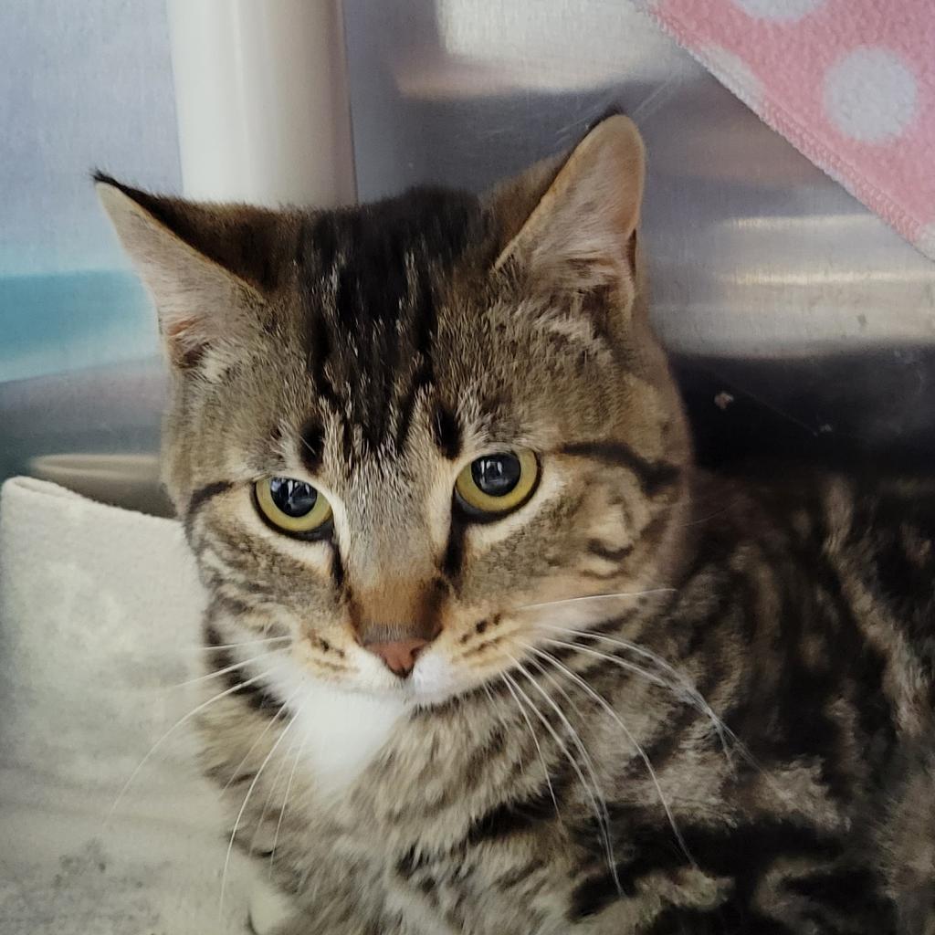 Big Guapo, an adoptable Domestic Short Hair in Buffalo, WY, 82834 | Photo Image 1