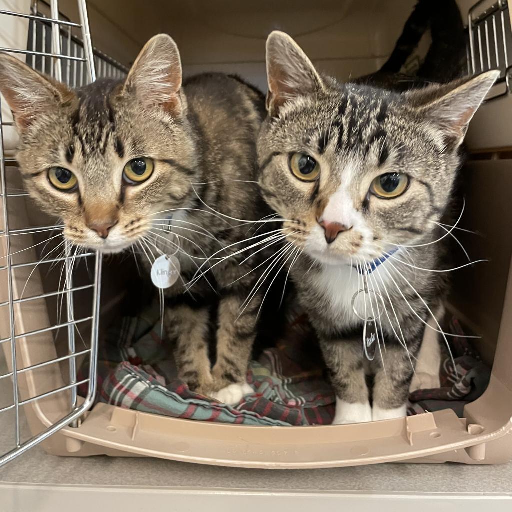 Big Guapo, an adoptable Domestic Short Hair in Buffalo, WY, 82834 | Photo Image 2
