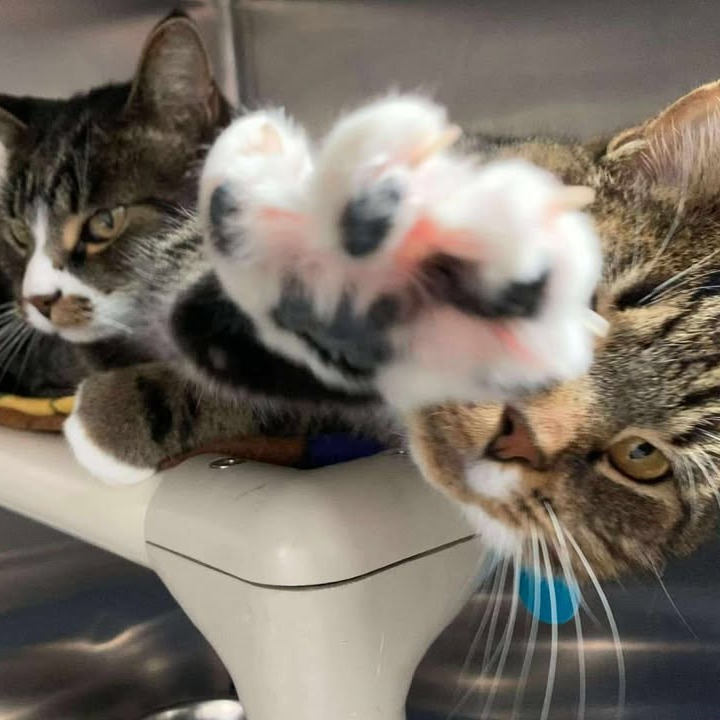 Big Guapo, an adoptable Domestic Short Hair in Buffalo, WY, 82834 | Photo Image 3