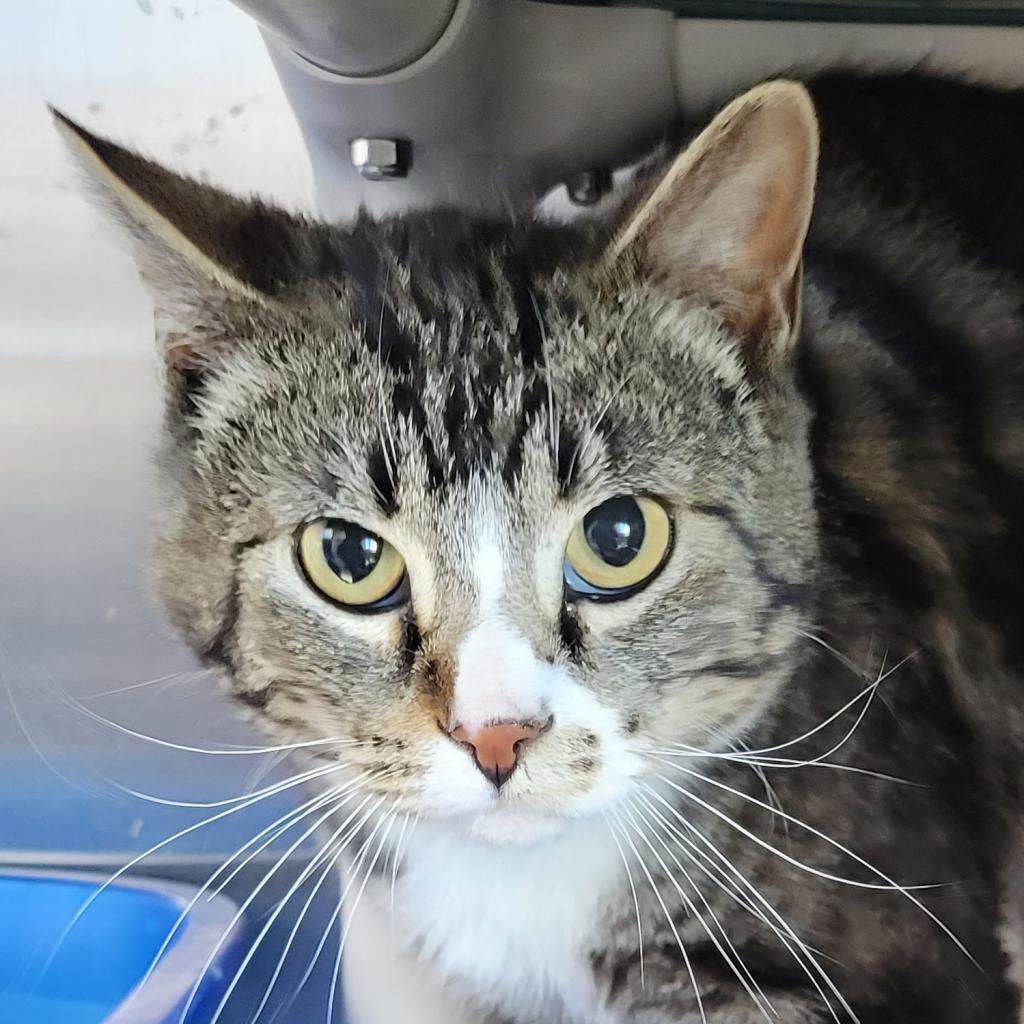 Bello, an adoptable Domestic Short Hair in Buffalo, WY, 82834 | Photo Image 1