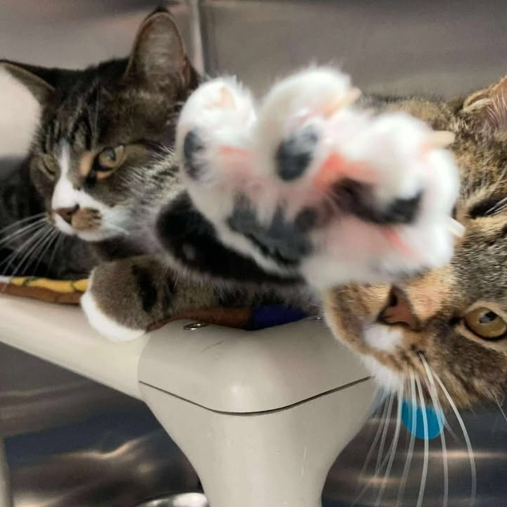 Bello, an adoptable Domestic Short Hair in Buffalo, WY, 82834 | Photo Image 3