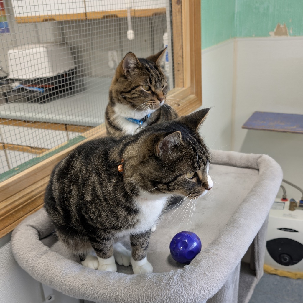 Bello, an adoptable Domestic Short Hair in Buffalo, WY, 82834 | Photo Image 4