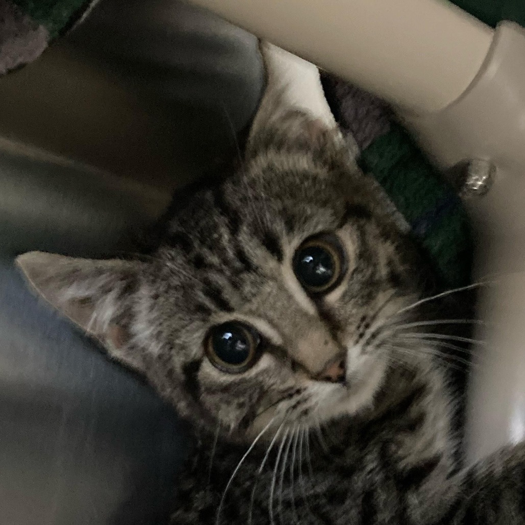 Cronos, an adoptable Domestic Short Hair in Buffalo, WY, 82834 | Photo Image 1