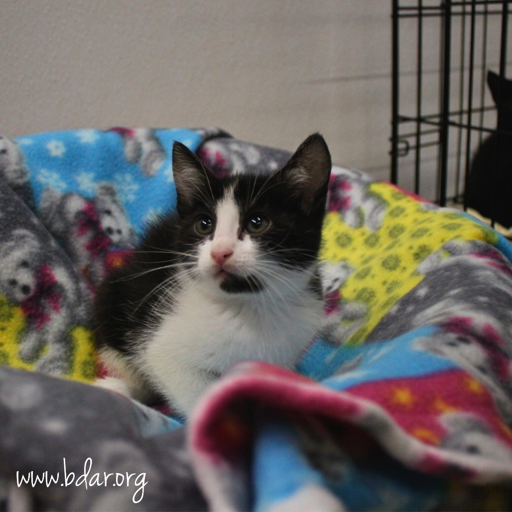 Chalupa, an adoptable Domestic Short Hair in Cheyenne, WY, 82009 | Photo Image 1