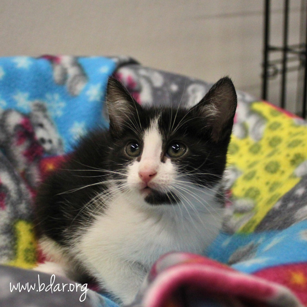 Chalupa, an adoptable Domestic Short Hair in Cheyenne, WY, 82009 | Photo Image 2