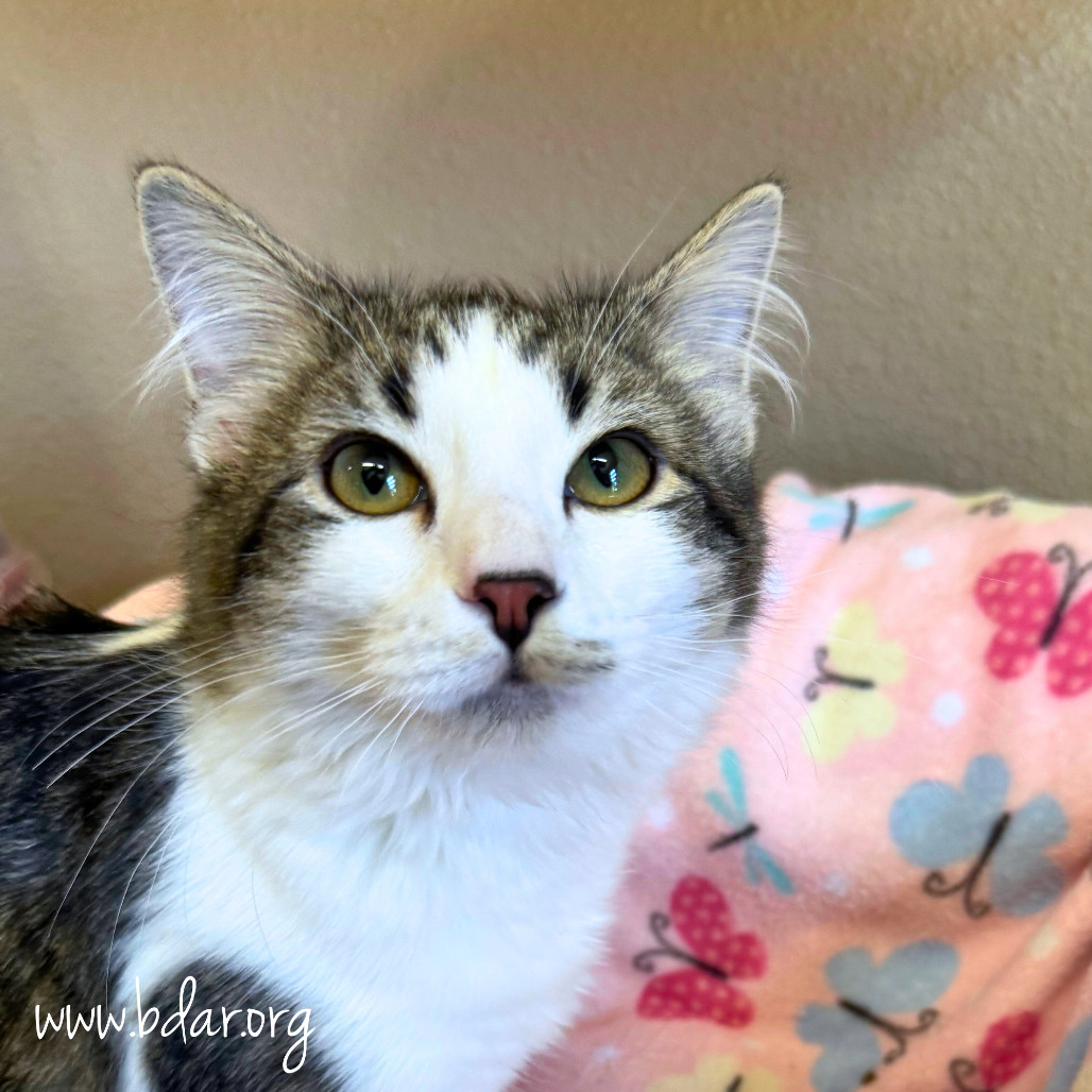 Cricket, an adoptable Domestic Short Hair in Cheyenne, WY, 82009 | Photo Image 1