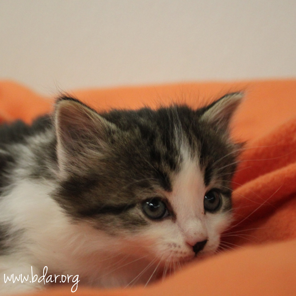 Cricket, an adoptable Domestic Short Hair in Cheyenne, WY, 82009 | Photo Image 2