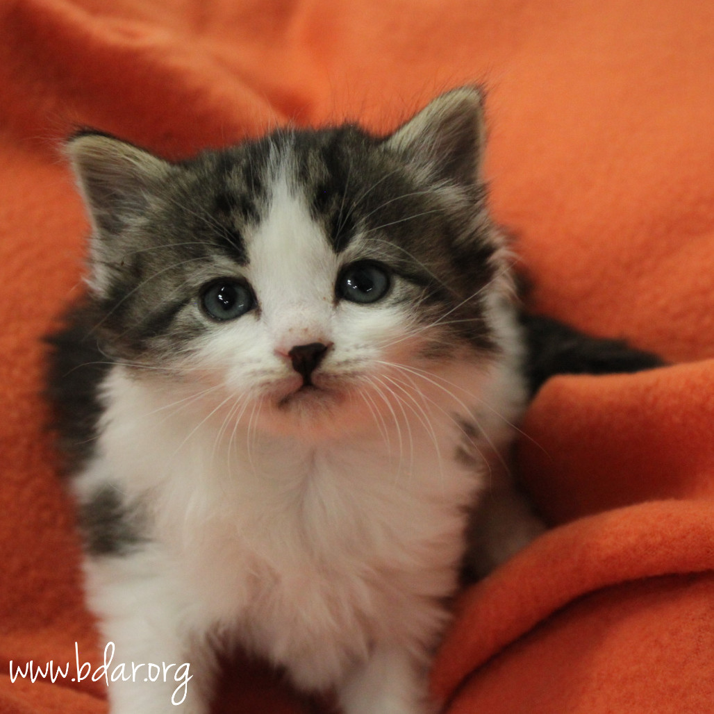 Cricket, an adoptable Domestic Short Hair in Cheyenne, WY, 82009 | Photo Image 3