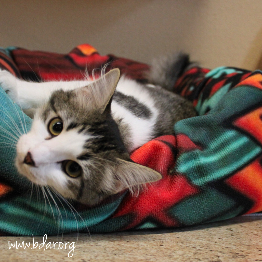 Cricket, an adoptable Domestic Short Hair in Cheyenne, WY, 82009 | Photo Image 4