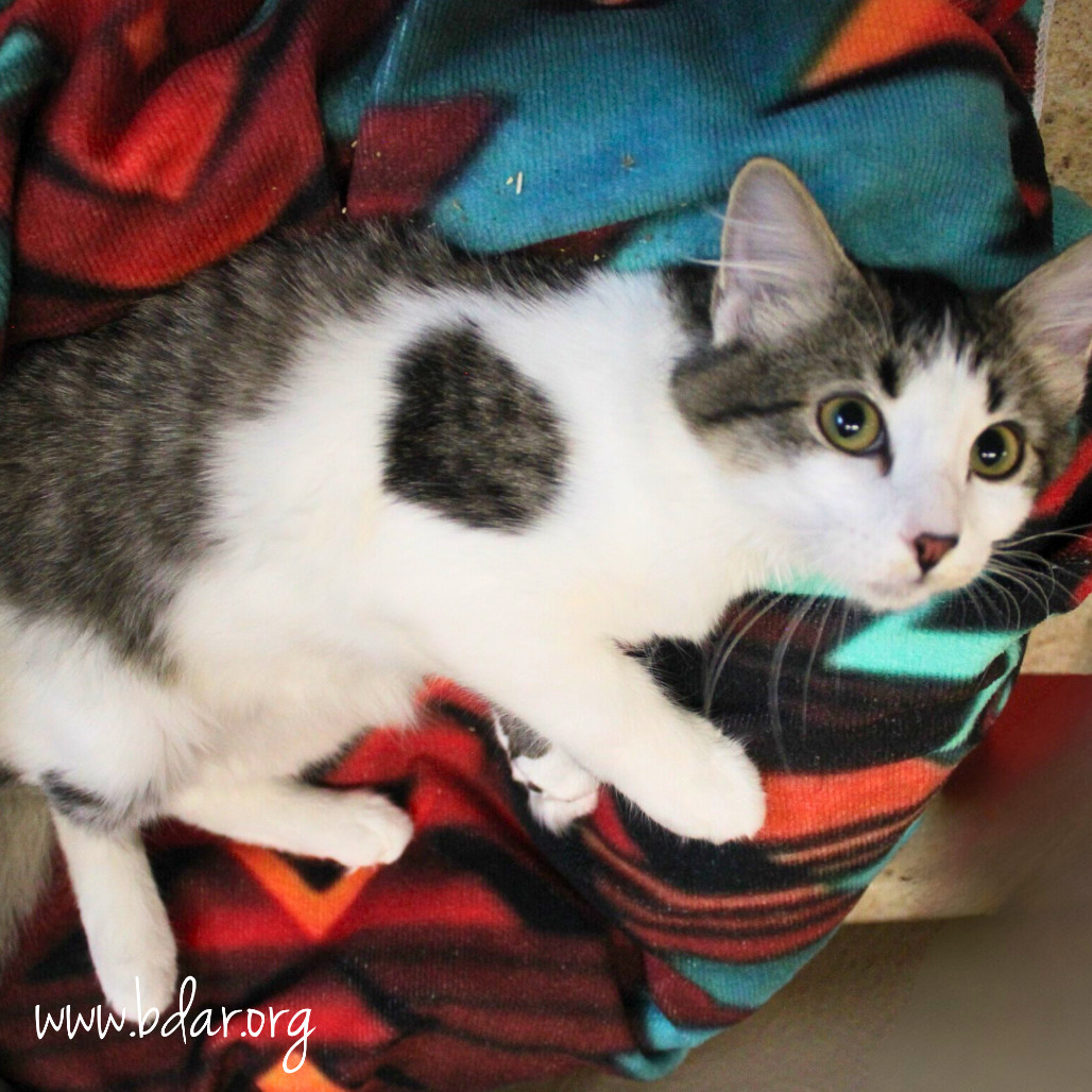 Cricket, an adoptable Domestic Short Hair in Cheyenne, WY, 82009 | Photo Image 5