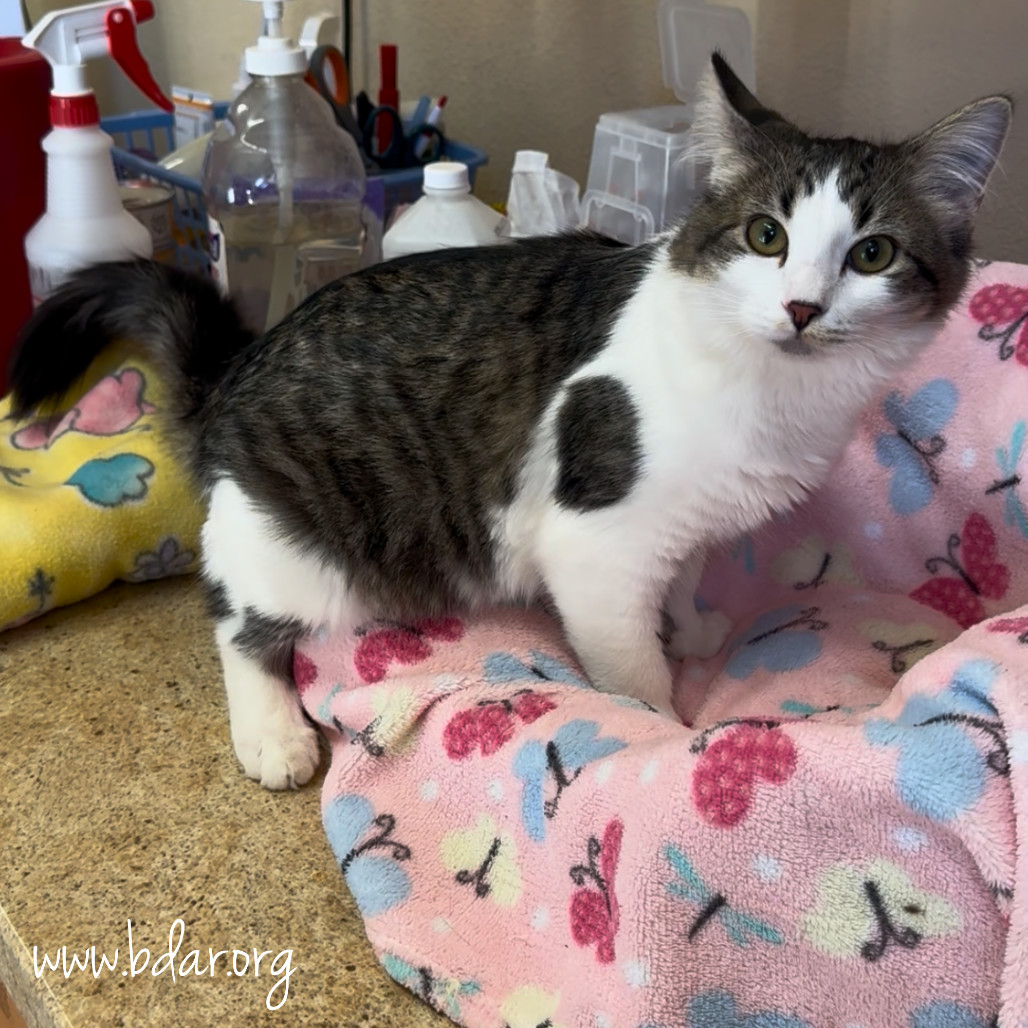 Cricket, an adoptable Domestic Short Hair in Cheyenne, WY, 82009 | Photo Image 6