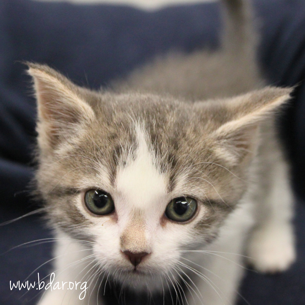 Phoebe, an adoptable Domestic Short Hair in Cheyenne, WY, 82009 | Photo Image 1