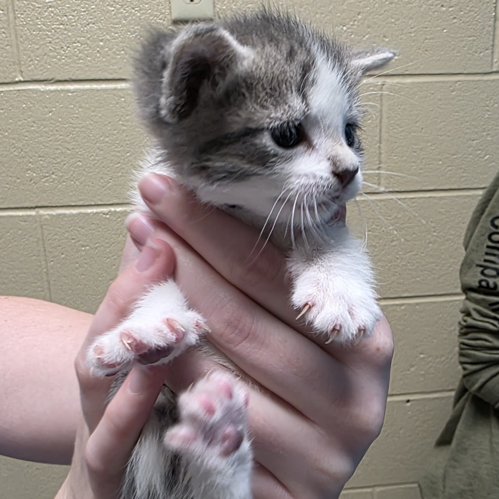 Phoebe, an adoptable Domestic Short Hair in Cheyenne, WY, 82009 | Photo Image 2
