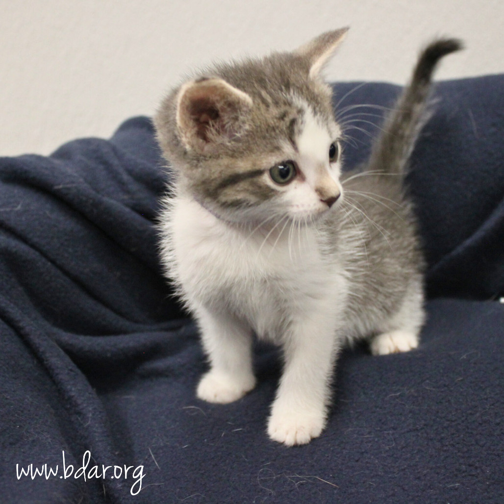 Phoebe, an adoptable Domestic Short Hair in Cheyenne, WY, 82009 | Photo Image 3