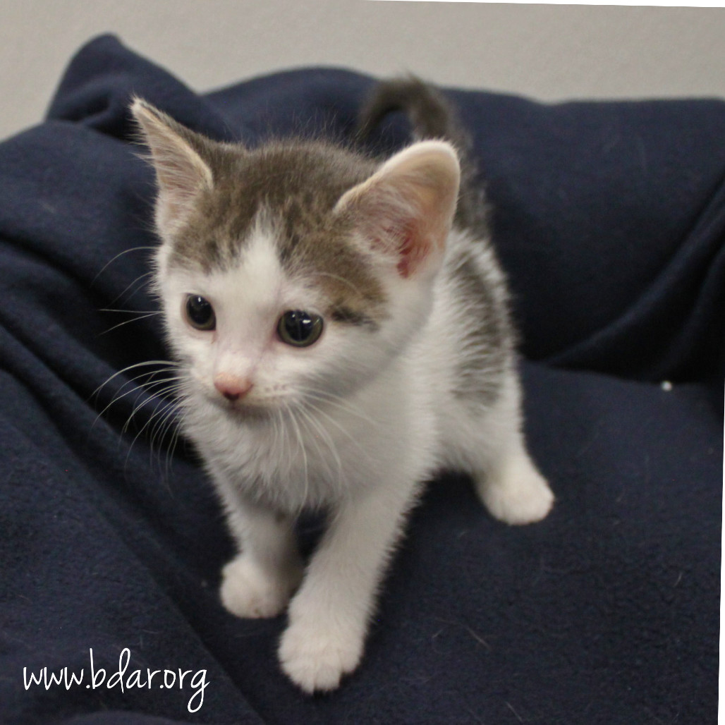 Piper, an adoptable Domestic Short Hair in Cheyenne, WY, 82009 | Photo Image 1