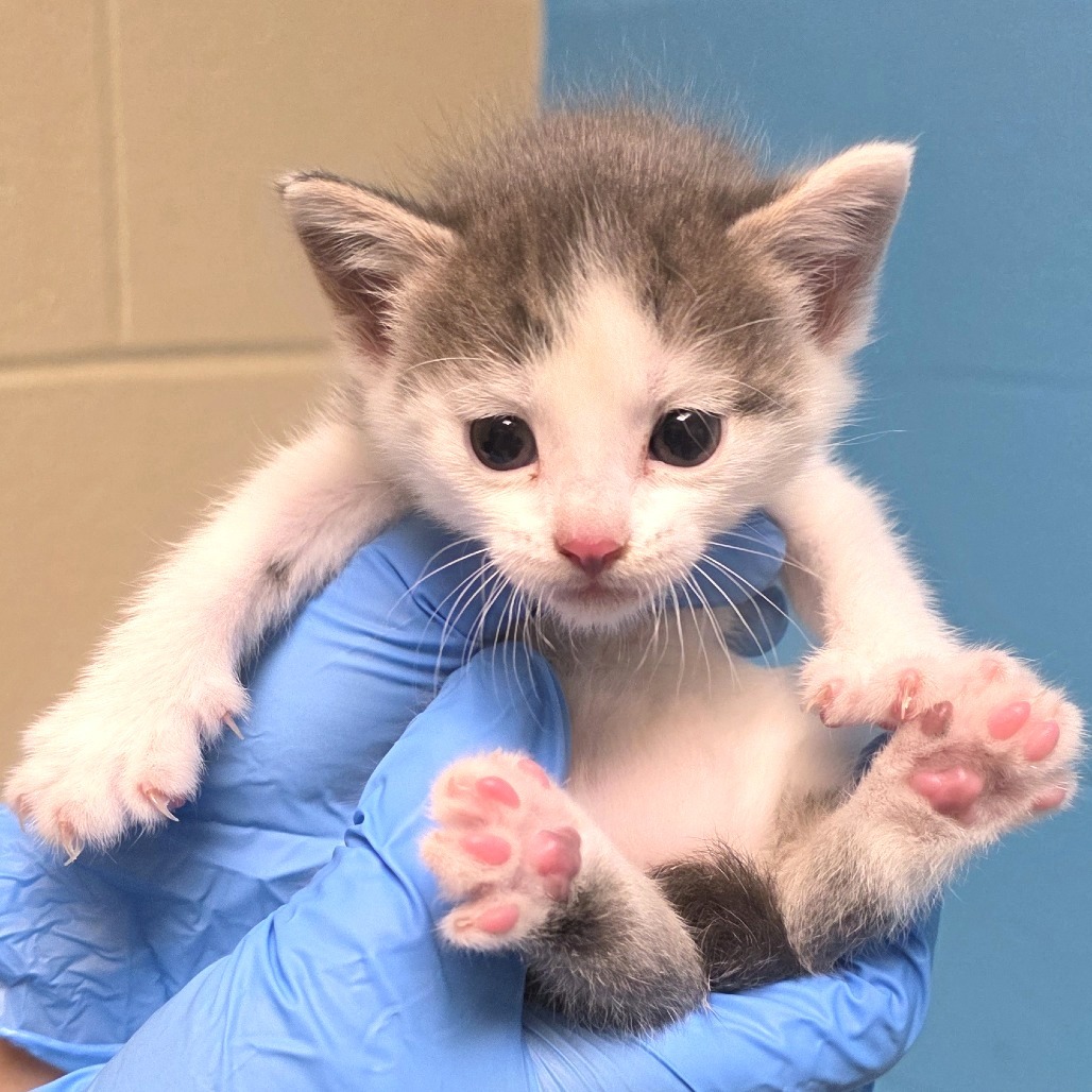 Piper, an adoptable Domestic Short Hair in Cheyenne, WY, 82009 | Photo Image 2