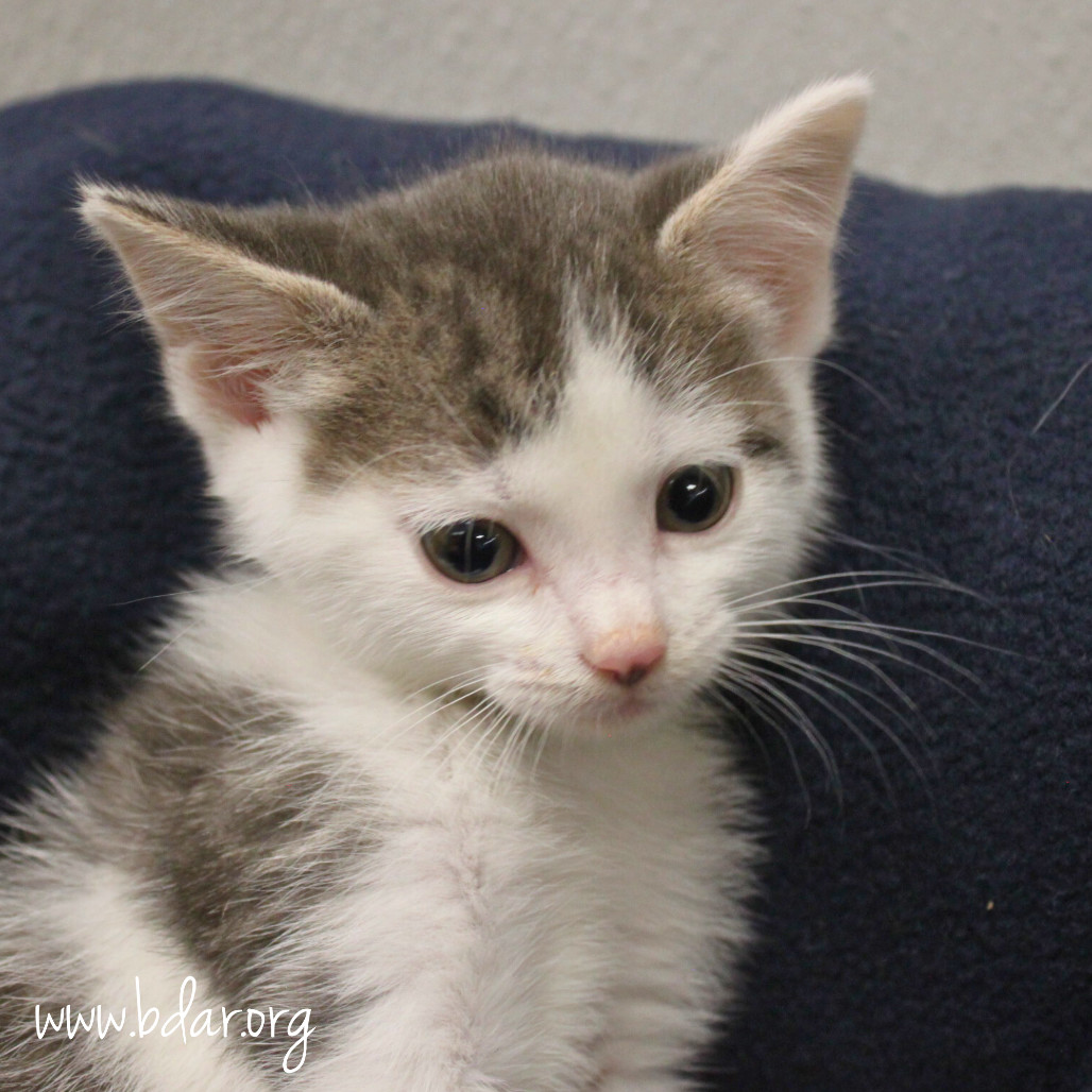 Piper, an adoptable Domestic Short Hair in Cheyenne, WY, 82009 | Photo Image 3
