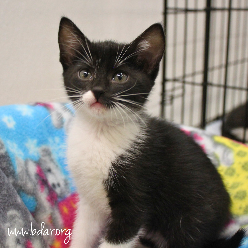 Crunch Wrap, an adoptable Domestic Short Hair in Cheyenne, WY, 82009 | Photo Image 1