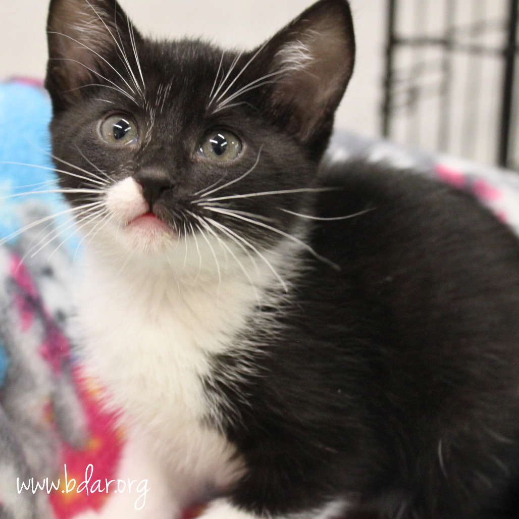 Crunch Wrap, an adoptable Domestic Short Hair in Cheyenne, WY, 82009 | Photo Image 2