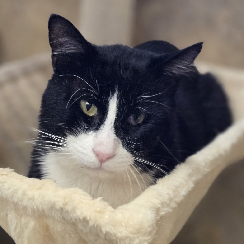 Bernard, an adoptable Domestic Short Hair in Wickenburg, AZ, 85390 | Photo Image 1