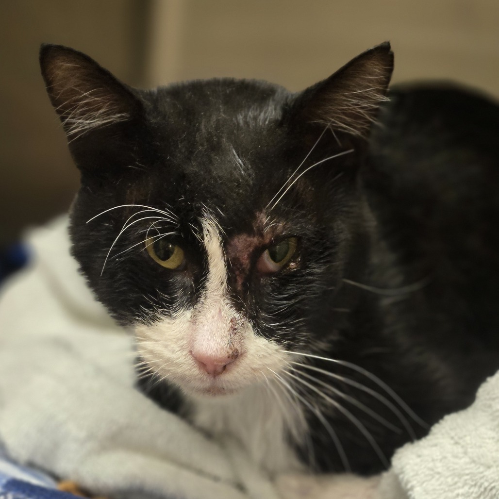 Bernard, an adoptable Domestic Short Hair in Wickenburg, AZ, 85390 | Photo Image 2