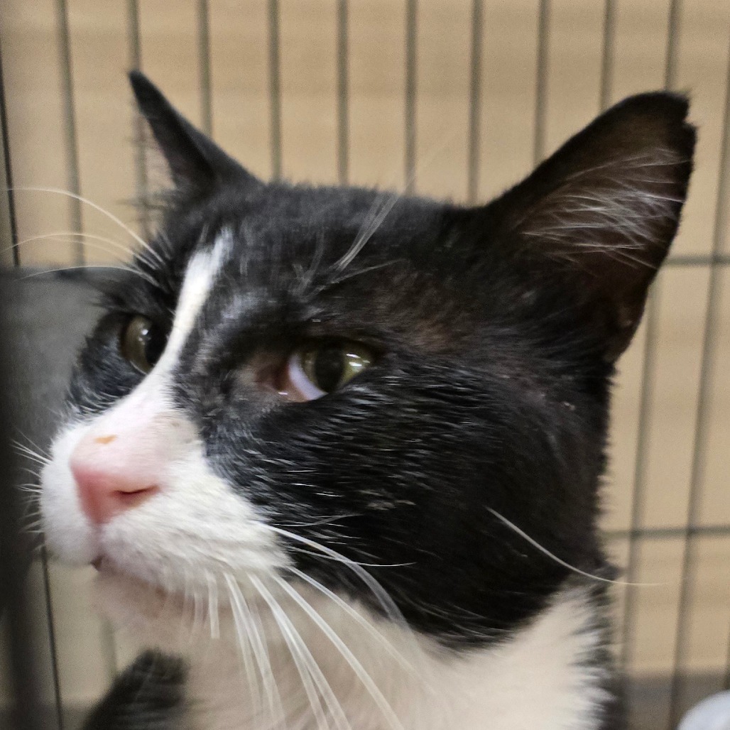 Bernard, an adoptable Domestic Short Hair in Wickenburg, AZ, 85390 | Photo Image 3