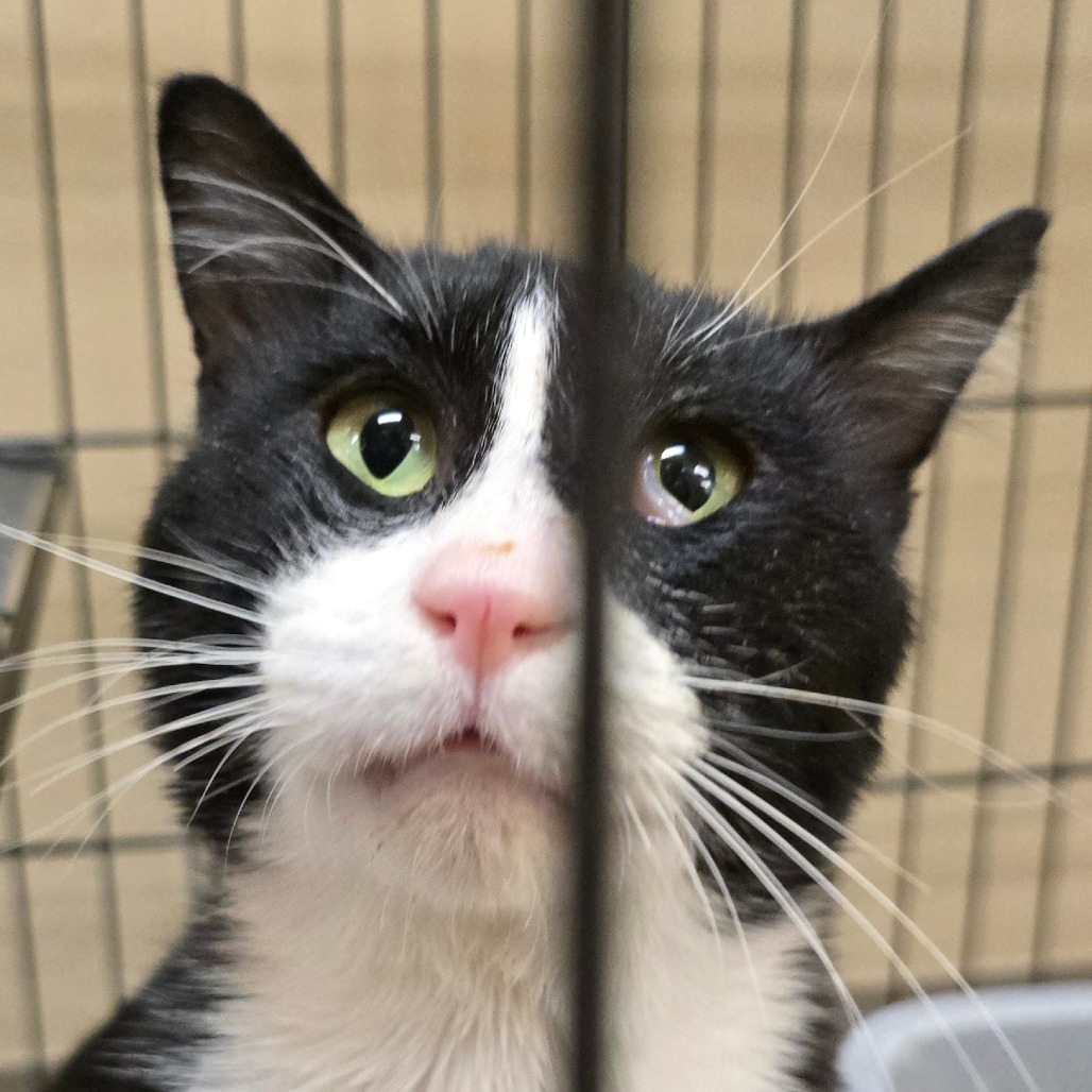 Bernard, an adoptable Domestic Short Hair in Wickenburg, AZ, 85390 | Photo Image 4