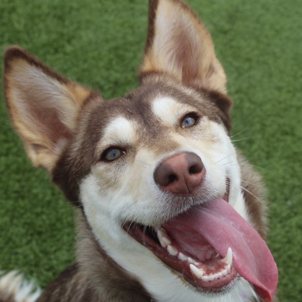 Beans, an adoptable Husky, Border Collie in Cody, WY, 82414 | Photo Image 1