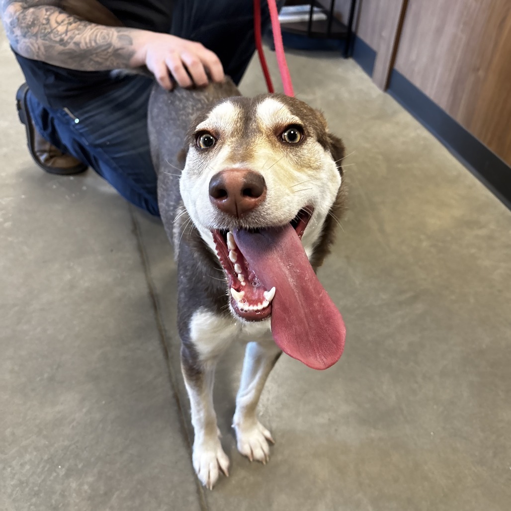 Beans, an adoptable Husky, Border Collie in Cody, WY, 82414 | Photo Image 2