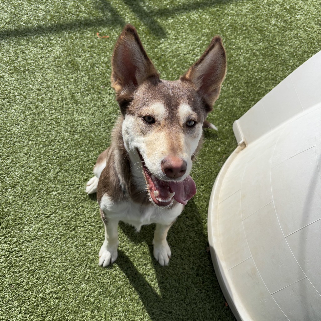 Beans, an adoptable Husky, Border Collie in Cody, WY, 82414 | Photo Image 3