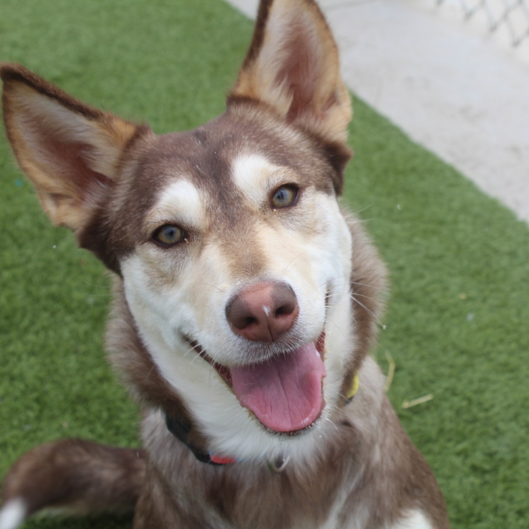 Beans, an adoptable Husky, Border Collie in Cody, WY, 82414 | Photo Image 4